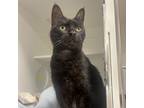 Adopt Moonlight a All Black Domestic Shorthair / Mixed cat in Philadelphia