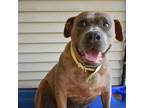 Adopt Gloria - SWEET HYPPO a Brindle Mastiff / Mixed Breed (Large) / Mixed dog