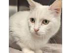 Adopt Fluffalubba a White Domestic Shorthair cat in Burlington, IA (38920115)