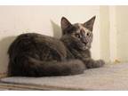 Adopt Jamaica (BONDED PAIR) a Domestic Shorthair / Mixed (short coat) cat in