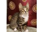 Adopt Bast a Gray or Blue (Mostly) Domestic Shorthair cat in Evansville