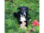 Adopt Buckeye a Pit Bull Terrier dog in Eugene, OR (38782345)