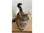 Adopt Duchess a Brown Tabby Domestic Mediumhair (long coat) cat in Safety