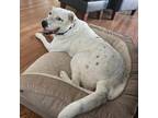 Adopt Pongo a White - with Tan, Yellow or Fawn Dalmatian / Mixed Breed (Large) /