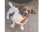 Adopt PEEWEE a Tricolor (Tan/Brown & Black & White) Beagle / Jack Russell
