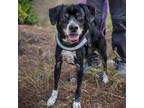 Adopt Rusty (C000-008) - Claremont Location a Beagle