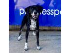 Adopt Rusty(C000-008) - Claremont Location a Beagle