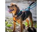 Adopt Rikky - Claremont Location a Beagle
