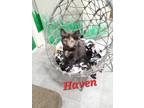 Adopt Haven a Domestic Shorthair / Mixed (short coat) cat in Rome, GA (38920103)