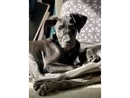Adopt Fury a Black Great Dane / Mixed dog in Milton, GA (39023095)