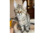 Adopt Lime a Domestic Shorthair / Mixed (short coat) cat in Hartford City