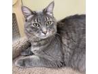 Adopt Johnny Cash a Gray or Blue Domestic Mediumhair / Mixed cat in Cumming