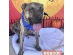 Adopt Roscoe a Brindle Mixed Breed (Large) / Mixed dog in Milton, FL (38746613)