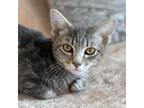 Adopt Wrangler a Gray, Blue or Silver Tabby Domestic Shorthair cat in Chapel