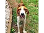 Adopt Nina a Tricolor (Tan/Brown & Black & White) Treeing Walker Coonhound /