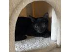 Adopt General a Domestic Shorthair cat in Tampa, FL (38928582)