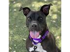 Adopt Lula a Black Mixed Breed (Medium) / Mixed dog in Naples, FL (38903452)