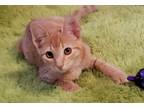 Adopt Barnaby a Orange or Red Domestic Shorthair cat in Evansville