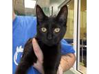 Adopt Michonne a All Black Domestic Shorthair / Mixed cat in Ridgeland