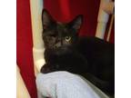 Adopt Governor a All Black Domestic Shorthair / Mixed cat in Ridgeland