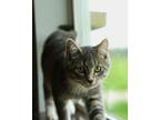 Adopt Poe a Gray or Blue Domestic Shorthair / Domestic Shorthair / Mixed cat in