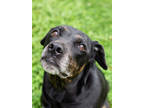 Adopt Maybelline a Black Hound (Unknown Type) / Mixed dog in Knoxville