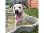 Adopt Officer Bubbles a White Rhodesian Ridgeback / Great Dane / Mixed dog in