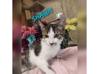 Adopt Shawn a White Domestic Shorthair / Domestic Shorthair / Mixed cat in