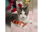 Adopt Cory a Gray or Blue Domestic Shorthair / Domestic Shorthair / Mixed cat in