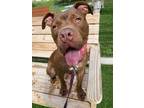Adopt Dude a Brown/Chocolate Mixed Breed (Large) / Mixed dog in West Chester