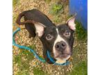 Adopt Mickey a Pit Bull Terrier