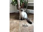 Adopt Mylo (formerly Sassy) a Domestic Shorthair / Mixed (short coat) cat in