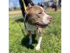 Adopt Aggie a Pit Bull Terrier