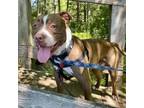 Adopt Woody a Pit Bull Terrier