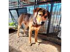 Adopt Goonther a Tan/Yellow/Fawn Shepherd (Unknown Type) / Mixed dog in Taos