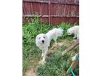 Adopt Marshall a White Great Pyrenees / Mixed dog in Indianapolis, IN (38745612)