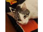 Adopt Lilly a White (Mostly) Domestic Shorthair / Mixed cat in Palatine