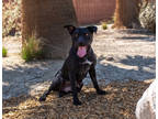 Adopt Didi a Black Labrador Retriever / Mixed dog in Palm Springs, CA (39024806)