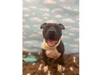 Adopt Blackie* a Black American Pit Bull Terrier / Mixed dog in Baton Rouge