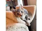 Adopt Lillyana a Brown Tabby Domestic Shorthair (short coat) cat in Colmar