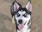 Adopt Loba a Black Mixed Breed (Medium) / Mixed dog in Georgetown, TX (39019950)