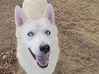 Adopt Nina a White Mixed Breed (Medium) / Mixed dog in Georgetown, TX (39019951)