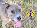Adopt Prince a Gray/Blue/Silver/Salt & Pepper Mixed Breed (Large) / Mixed dog in
