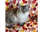 Adopt Pete a White (Mostly) Domestic Longhair / Mixed cat in Rifle