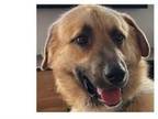 Adopt Jeff a Great Pyrenees, Shepherd