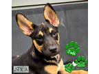 Adopt Jade a Black Shepherd (Unknown Type) / Mixed dog in Williamsport