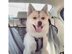 Adopt Milo a White - with Tan, Yellow or Fawn Pomsky / Mixed dog in Maple Shade
