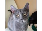 Adopt April a Gray or Blue Domestic Shorthair / Mixed cat in Morgan Hill