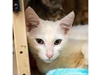 Adopt Raphael a White Domestic Shorthair / Mixed cat in Morgan Hill