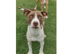 Adopt K. Flay 990-23 a Brown/Chocolate Mixed Breed (Medium) / Mixed dog in